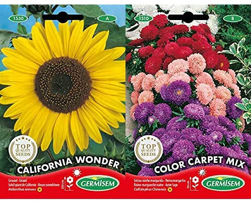 Tournesol + Mix Aster Chinois