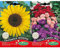 Tournesol + Mix Aster Chinois