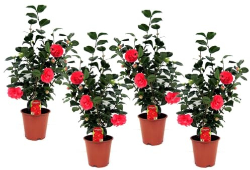 Plant in a Box - Kamelia 'Japanese rose' - Kvantitet: 4 - Kamellia - ros - röd - Blommande trädgårdsväxter - Krukstorlek 19 cm - Höjd 60-70cm