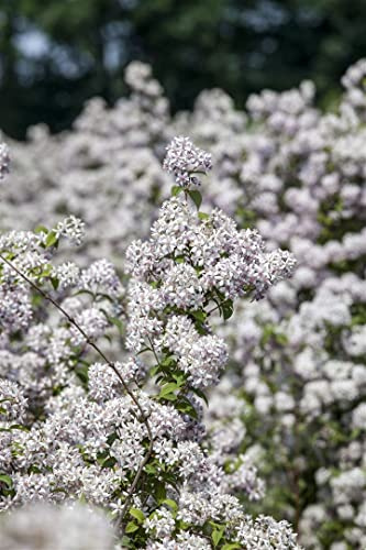 Maiblumenstrauch Deutzia hybrida Mont Rose 80-100 cm winterhart | Rosa Blüten, sonnig bis halbschattig, schnittverträglich, bienenfreundlich, ideal für Beet und Kübel