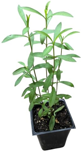 Smoke Camp Crafts Organic Mexican Mint Marigold Plant in 2.5-inch Pot, Texas Tarragon, Mexican Tarragon
