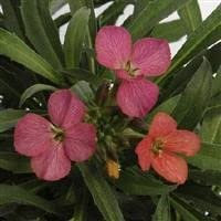 6 x Erysimum 'Constant Cheer' WallFlower Cottage Garden Perennial Plug Plants