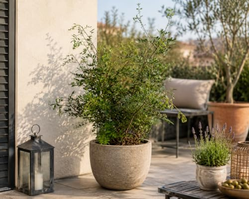 Pistacia lentiscus 70–100 cm – Mastixstrauch – immergrüne mediterrane Pistazie – robuste Kübelpflanze für Balkon, Terrasse & Wintergarten