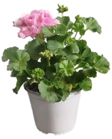 Planta Viva de Geranio Rosa DECOALIVE – Flores Naturales y Resistentes para Jardinería y Decoración