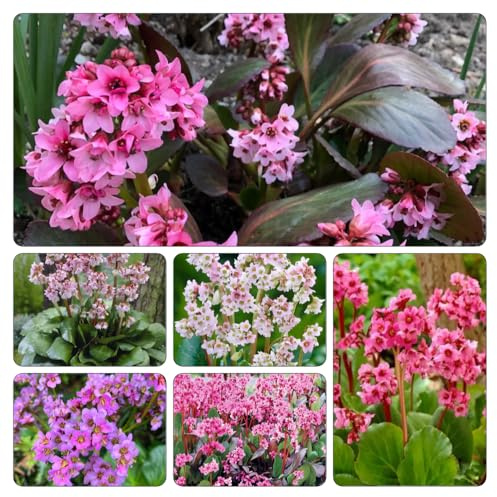 bergenia cordifolia - semi esotiche balcone primavera, autunnale, ornamentali giardino 300pcs