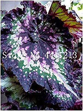 50 Pcs Rare Exotic Color Begonia, Begonia Flower Indoor Potted Plants for Home Garden Balcony Coleus : 12