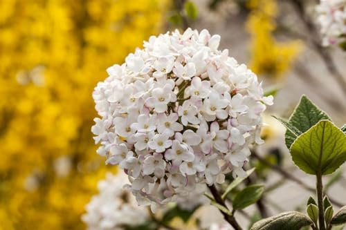 Duft-Schneeball Viburnum carlesii 60-80 cm, winterhart bienenfreundlich