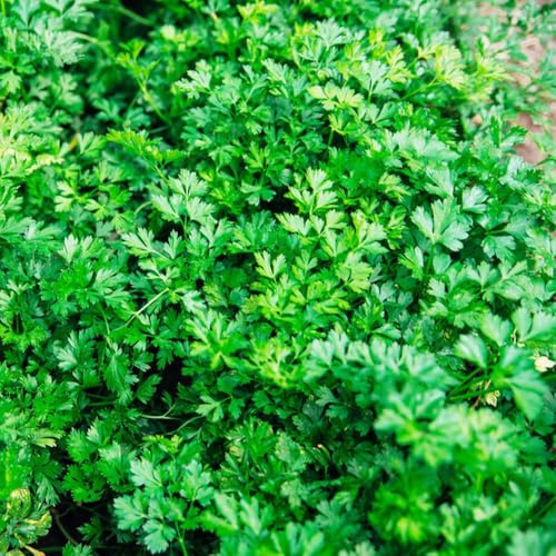 semi di prezzemolo - esotiche giardino 300pcs