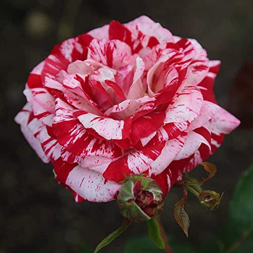 Rosen Zwiebeln, Seltene Pflanze, MehrjäHrige, Lebende Pflanzen, Blumenzwiebel Mix, MysteriöSe Magische GlüHbirne, Qualitätspflanzen, Hausgarten, Winterhart Pflanzen, 3zwiebeln-C