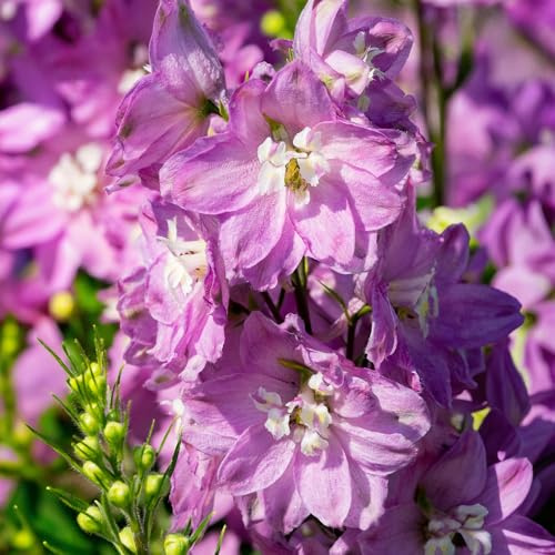 Delphinium Highlander Astolat Red en maceta de 11cm – Exclusiva perenne de espiga roja para jardín – Planta única de coleccionista – Ideal para borduras y paisajismo.