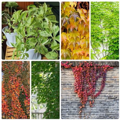 semi di vite selvatica, selvatici perenni, giardino resistenti, 150pcs