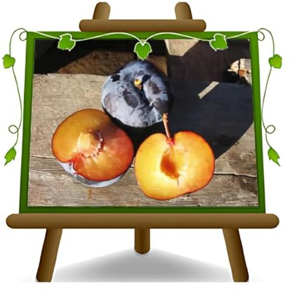 EURO PLANTS VIVAI Prunier Friar plante fruitière en pot 24/26 cm hauteur maximale 180 cm - Âge 4 ans