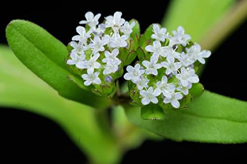 150 Semillas de Canónigos (Valerianella Locusta)