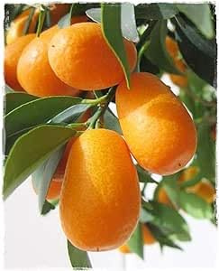 Planta de KUMQUAT OVALE 'Citrus Fortunella Margarita' - en maceta: Ø 22 cm - A. 80/90 cm