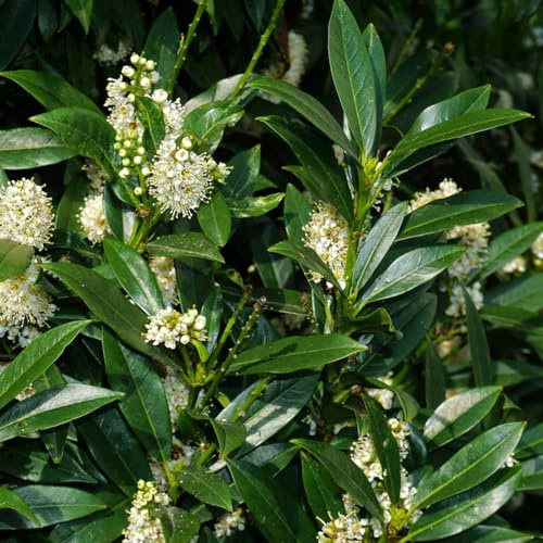 semi di alloro ciliegia, balcone copertura del terreno biologici antiche varietà decorazione 150pcs