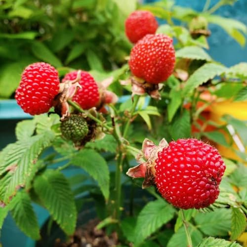lampone semi di lampone biologici decorazione giardino selvatico colonnari giardino 100pcs