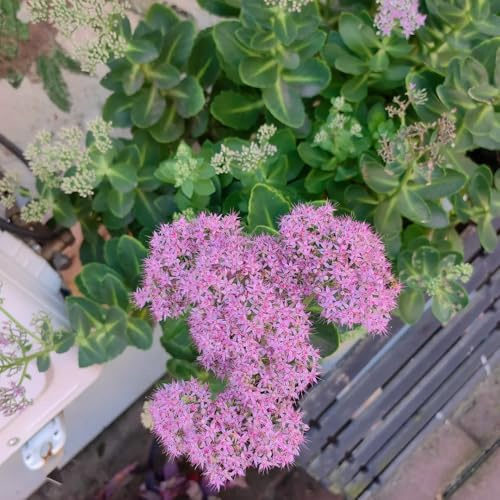 sedum de bonsái semillas de silvestres balcón primavera jardín interior semillas silvestres perennes 250pcs