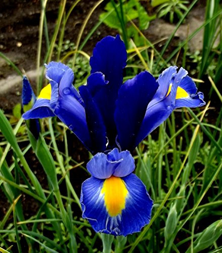 Iriszwiebeln : Iris hollandica Holländische Iris  Blue Magic  5 Blumenzwiebeln