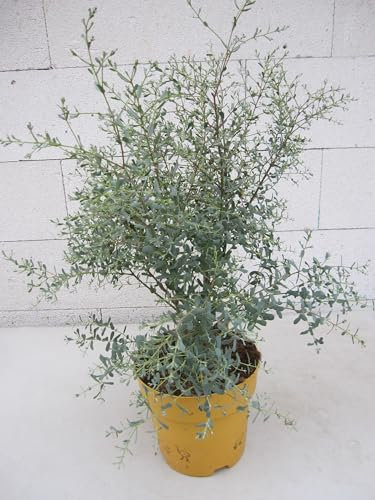 Eucalyptus gunnii France Bleu ® - Mostgummi-Eukalyptus - Eukalyptusbaum - 125-150cm