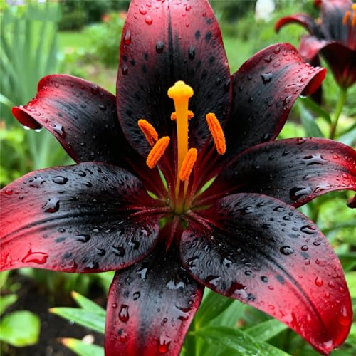 Selten Lilien MehrjäHrige,Mehrjährige Winterfest/Farbenfrohe Lilium-Rhizom In GroßPackungen,Fachgerecht Gepflanzt,GartenverschöNerung/Gartenpflege-6Rhizome-B
