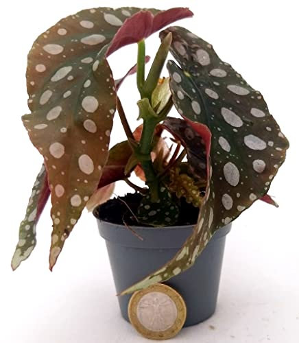 POWERS TO FLOWERS - BEGONIA MACULATA MINI IDEALE PER TERRARIUM, pianta vera