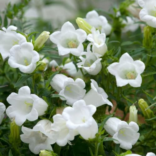 Campanula persicifolia VAR. alba - Peach-leaved Bellflower - Hardy Perennial with Graceful White Blooms for Cottage Gardens – 1x 9cm Potted Plants by Thompson & Morgan