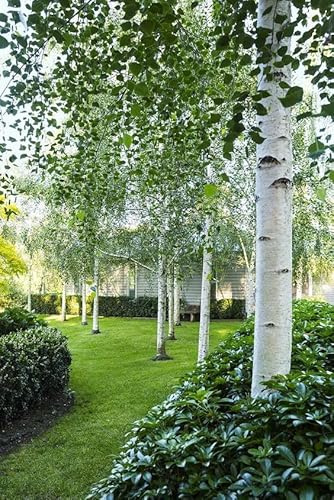 Betulla bianca alba Betula pendula 3 piante in vaso 2 litri h. 160/180 - Vivaio di Castelletto