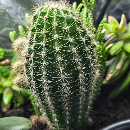 Cactus Succulent Soil - Natural Indoor Potting Compost Mix Enriched with Special Nutrients – Premium Cactus and Succulent Potting Soil for Healthy Growth (1Ltr)