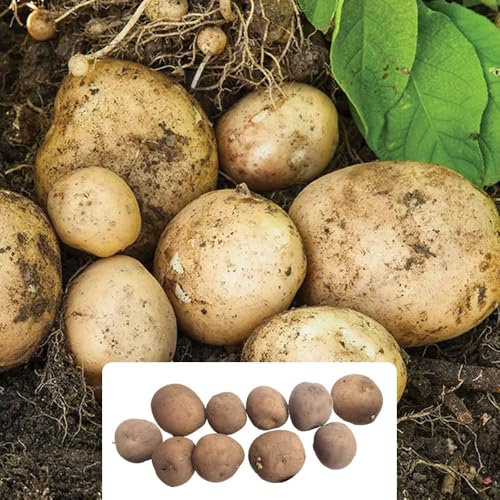 10 Seed Potatoes - Rocket Variety for High Yields with White Flesh - Ideal for Your Kitchen Garden, Perfect for UK Climate