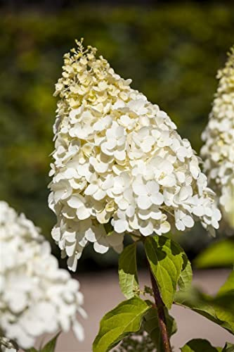 Rispenhortensie Hydrangea paniculata Magical Moonlight 60-80 cm winterhart