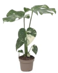 Monstera Deliciosa Variegata DECOALIVE Hoja Tropical de Variegación Intensa y Fácil Cuidado