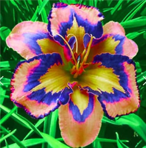 Schön Taglilien-Rhizom – Daylily - üPpig GrüNe BläTter, Pflegeleicht, Perfekt FüR Haus Und Garten-10 Rhizom-F
