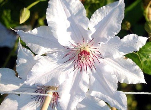 'Snow Queen' Clematis Vine - Pure White/Red Center - Potted