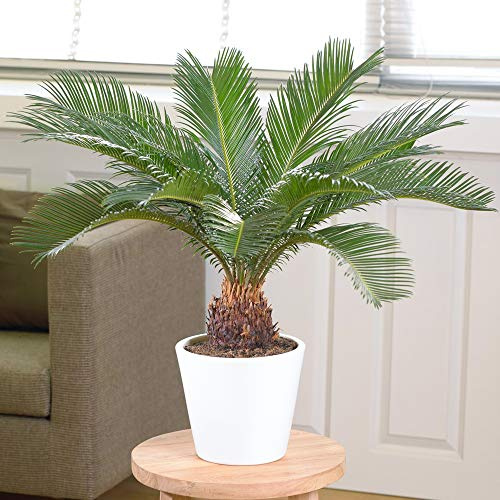 Cycas Revoluta - Sagopalmfarn | Beste Zimmerpflanze zum Verkauf | 30 – 40 cm mit Topf
