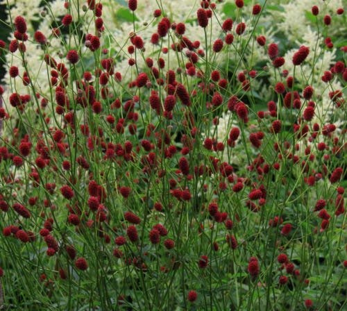 New Fresh 100pcs Sanguisorba officinalis Seeds Generic