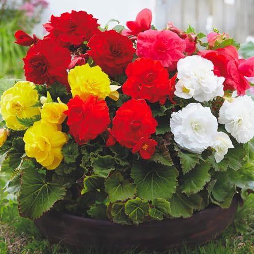 Bulbos de BEGONIA | Bulbos de los mejores productores holandeses | Selección exclusiva y control de calidad | Floración garantizada. (5 Bulbos de Begonia Doble Mezcla)