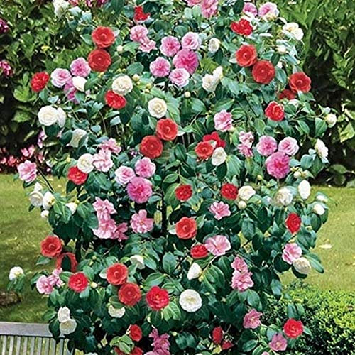 GardenersDream Camellia Tricolor Flower Plant - Outdoor Garden Ready Hardy Shrub - Colourful Flowering Shrub for Garden and Borders - Low Maintenance Evergreen Outdoor Plant (12cm Pot, 15-25cm)