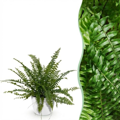 Nephrolepsis exaltata Green Lady - Felce - Pianta adatta agli animali domestici - Verde - 4 piante - con vaso bianco - 25cm - Ø12cm - Pianta d'appartamento - Set completo - Pianta con vaso