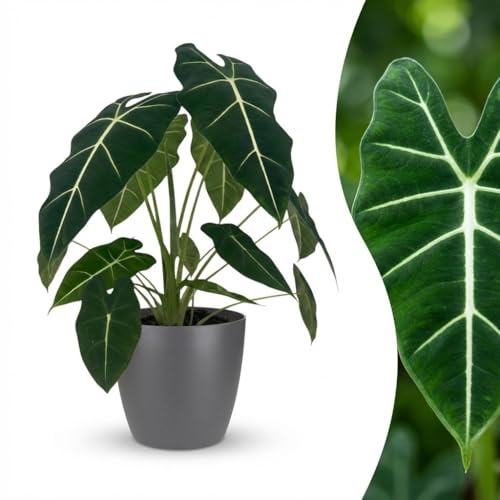 Green boutiQ - Plante d'intérieur - Oreille d'éléphant - Alocasia Frydek - Vert - Entretien facile - 1 Plante - avec Potter Gris - Pot 19cm - Hauteur 60cm