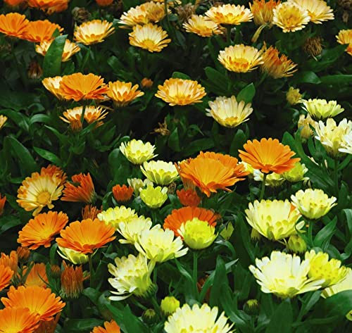 Thompson & Morgan - Flowers - Calendula Citrus Cocktail - 100 Seed