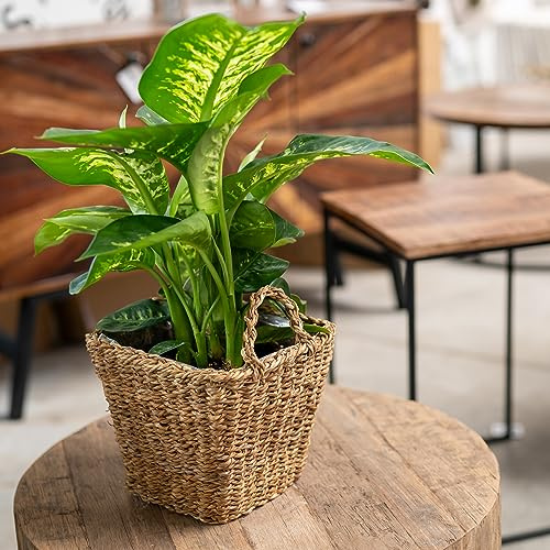 DARO DEKO Seegras Korb eckig Natur 35 x 35 x 26cm mit Einsatz und Henkel Blumentopf geflochten Aufbewahrungskorb Übertopf Blumenkorb