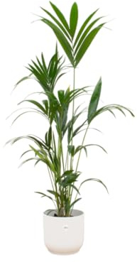 Kentia palm einschließlich Vibes Fold Round weiß - 150-160cm - Ø30cm - Zimmerpflanze - Komplett-Set - Pflanze mit Topf