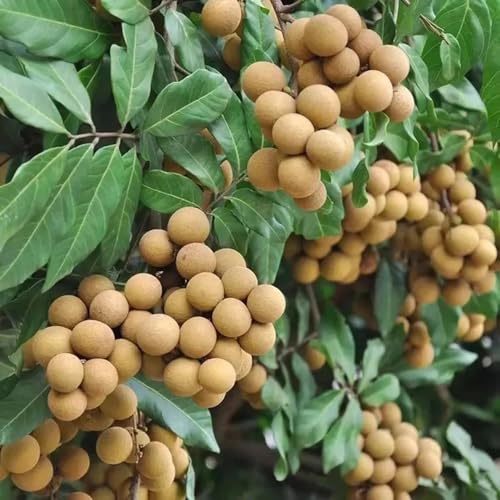 longan - baumsamen gartendeko für draußen dimocarpus obstbaum steingartenpflanzen schnell wachsende sträucher topfpflanzen draußen winterhart blühend exotische winterfeste balkon 25samen