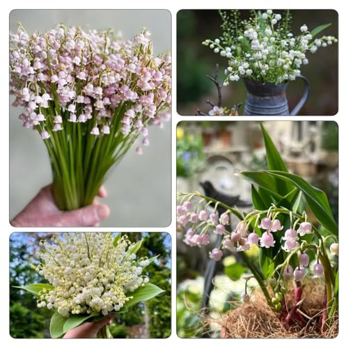lirio de los valles - resistentes en Decoraciones de jardín exteriores en silvestres, silvestres el balcón lugares 12bulbos