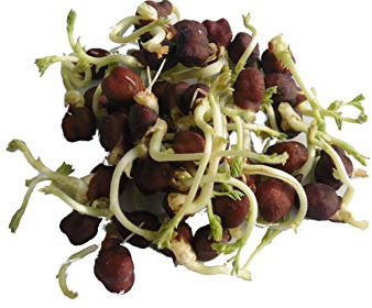 1Kg BIO Keimsprossen Kichererbsen Black Sprossen Mikrogrün Microgreen Sprossenanzucht schwarz Kichererbse Keimsaat