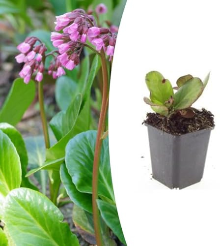 Bergenia cordifolia 'Herbstblüte' | 48 piezas - 10-25cm - Ø9cm - Planta de jardín