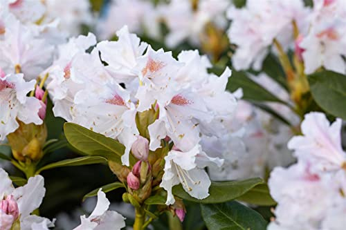 Rhododendron Cunningham's White 40-50 cm winterhart immergrün Zierstrauch | Winterhart, immergrün, mehrjährig, blühfreudig, pflegeleicht, für Garten und Kübel, halbschattiger Standort