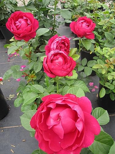Rosa Ascot ® - Nostalgische Edelrose Ascot ® - Tantau Rose