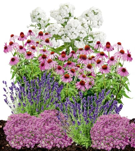 BALDUR Garten Staudenbeet 'Insekten-Hit',9 Pflanzen, üppige Blütenpracht Jahr für Jahr, wertvolle Bienenweide, blüht den ganzen Sommer über, winterhart, toller Duft, mehrjährig