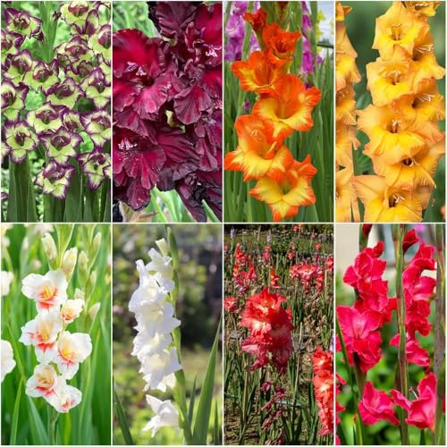 miscela di bulbi di gladioli - bonsai, balcone giardino esotico giardino perenni resistenti copertura resistente 9pcs